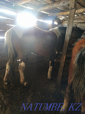 Bie horse and bull livestock Petropavlovsk - photo 1