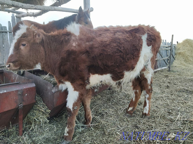 Bie horse and bull livestock Petropavlovsk - photo 7