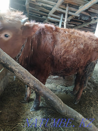 Bie horse and bull livestock Petropavlovsk - photo 4