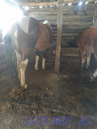 Bie horse and bull livestock Petropavlovsk - photo 3