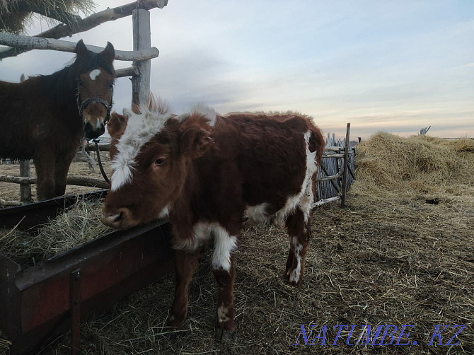 Bie horse and bull livestock Petropavlovsk - photo 6