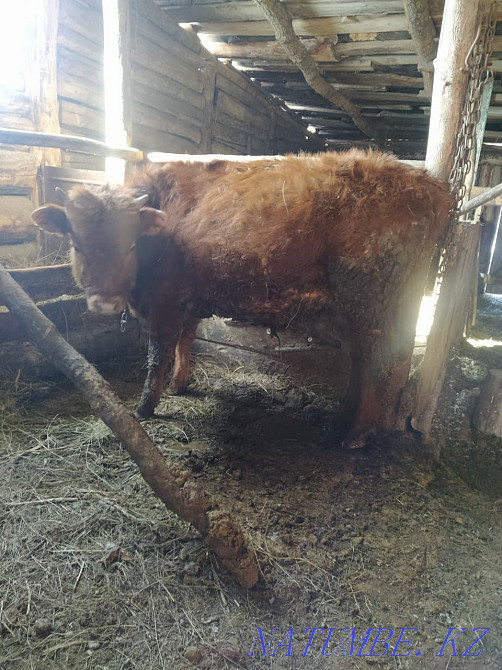 Жылқы мен бұқа мал  Петропавл - изображение 5