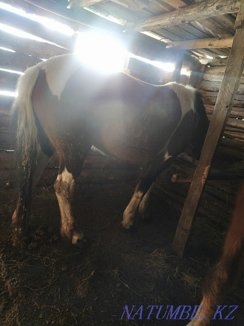 Жылқы мен бұқа мал  Петропавл - изображение 2