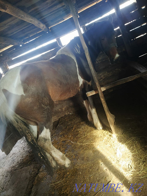 Жылқы мен бұқа мал  Петропавл - изображение 8