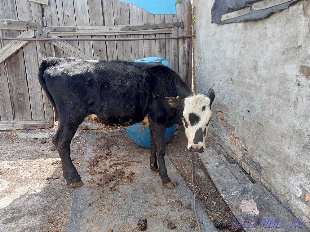 Продаю тёлку 6 мес. Шахтинск - изображение 2