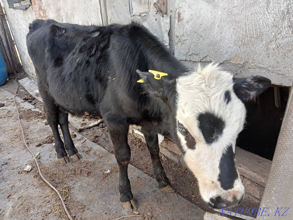 Продаю тёлку 6 мес. Шахтинск - изображение 1