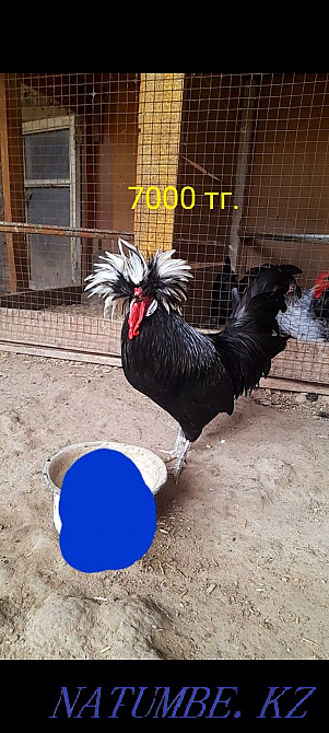 Продам петух голландский белохохлатый. 1 шт.  - изображение 1