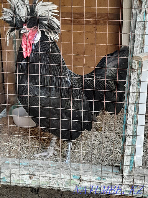 Продам петух голландский белохохлатый. 1 шт.  - изображение 6