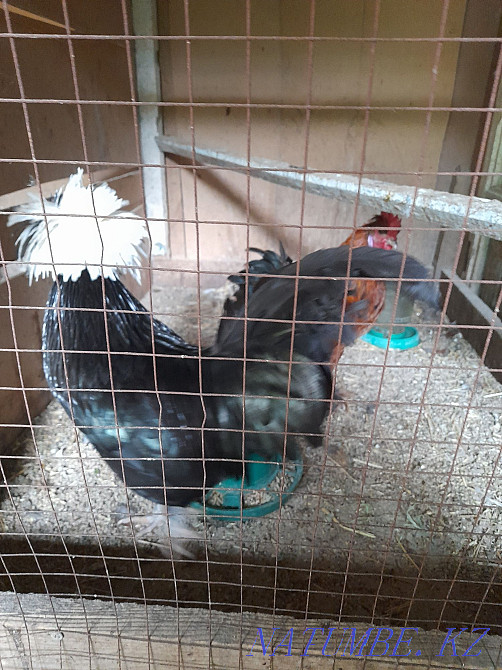 Продам петух голландский белохохлатый. 1 шт.  - изображение 7