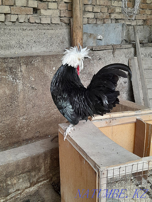 Продам петух голландский белохохлатый. 1 шт.  - изображение 3