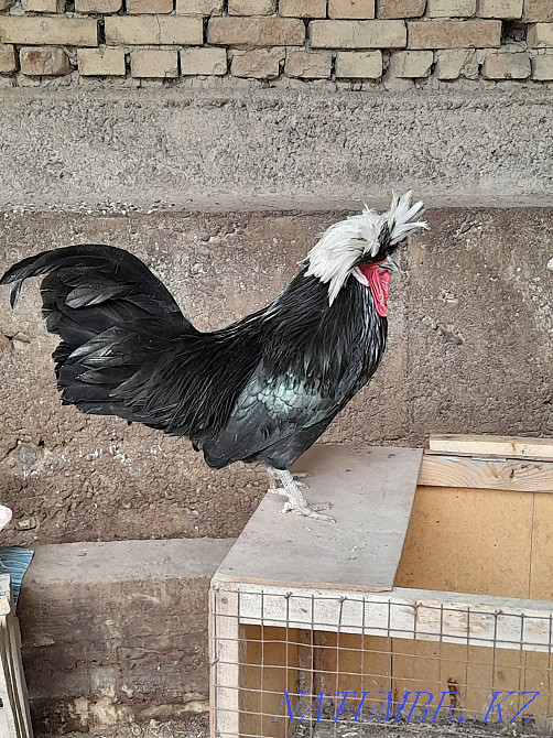 Продам петух голландский белохохлатый. 1 шт.  - изображение 5