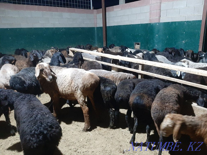 Koy tokty tusak koshkar ram sheep Kyzylorda - photo 6