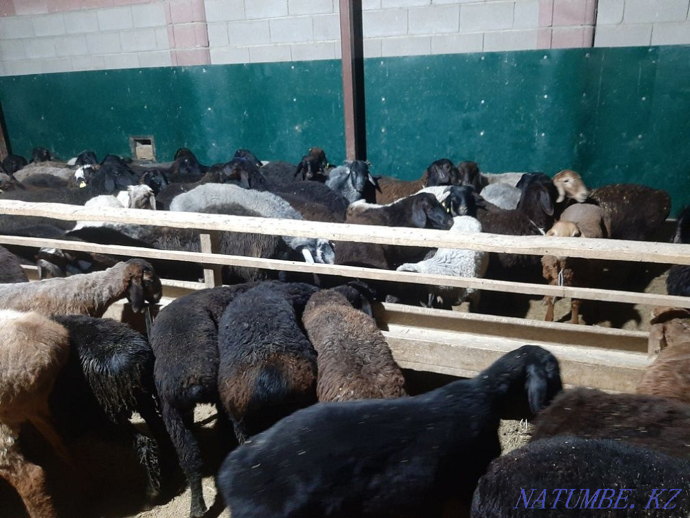 Қой тоқты тұсақ қошқар қошқар қой  Қызылорда - изображение 5