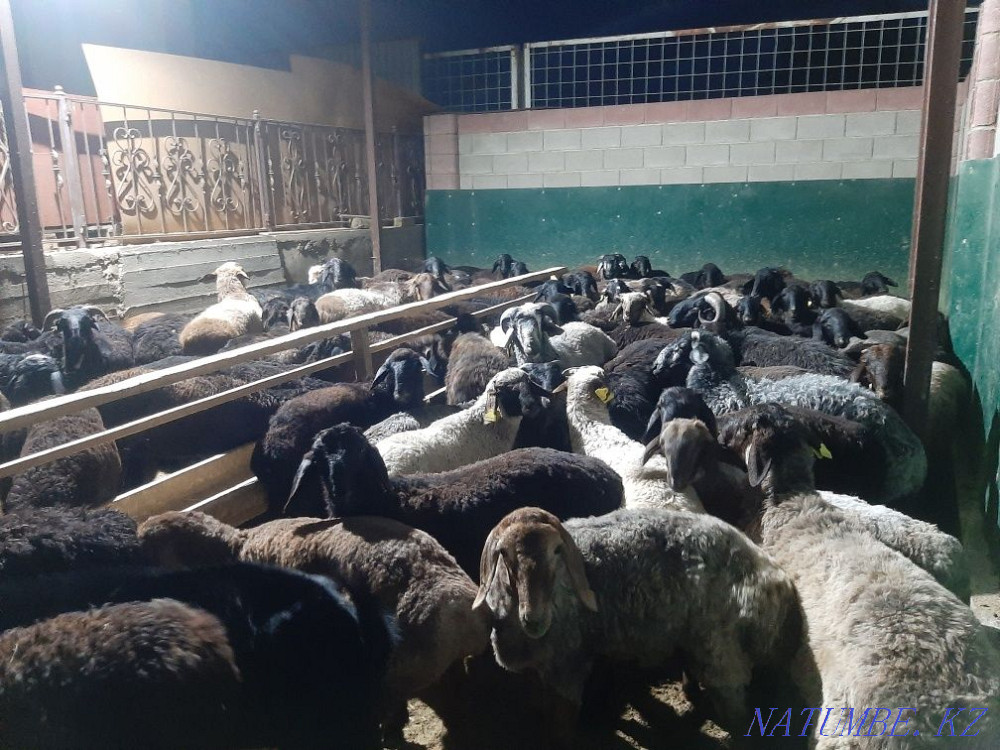 Қой тоқты тұсақ қошқар қошқар қой  Қызылорда - изображение 7