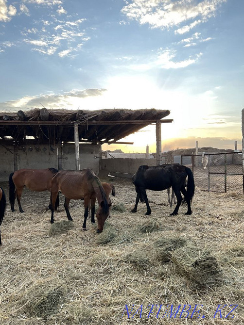 Жас семіз билер сатады.  Қызылорда - изображение 1