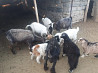 Продам домашних коз Муратбаев