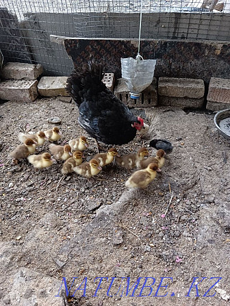 Homemade indie ducklings and a hen and 2 chickens Алгабас - photo 1