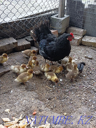 Homemade indie ducklings and a hen and 2 chickens Алгабас - photo 3