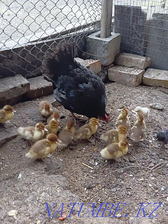 Homemade indie ducklings and a hen and 2 chickens Алгабас - photo 2
