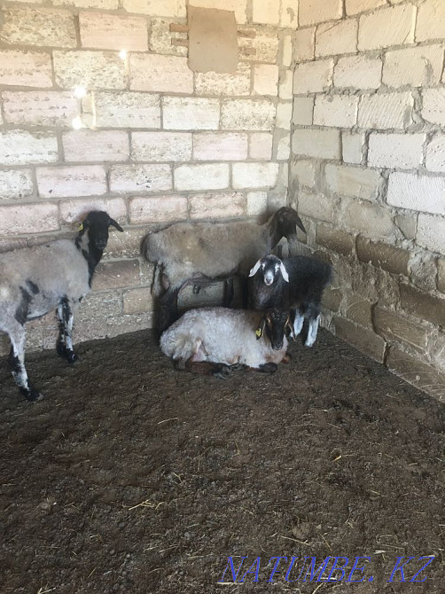 ?ой сатылады Мангистау - изображение 1