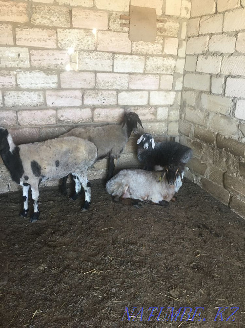 ?ой сатылады Мангистау - изображение 3