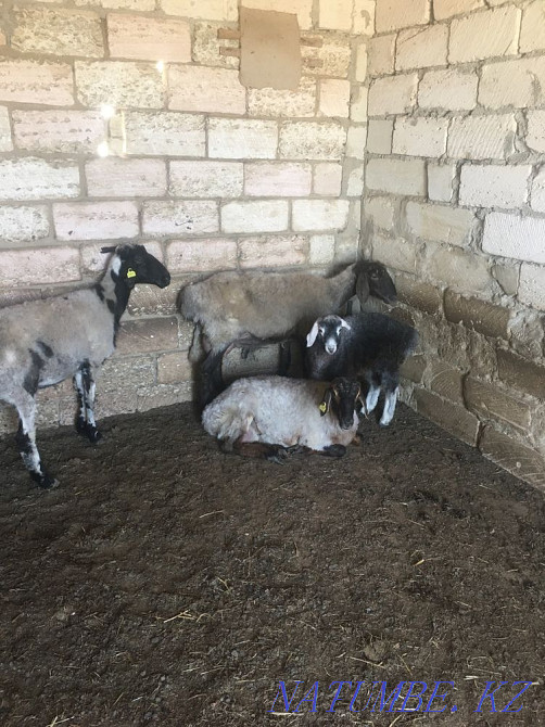 ?ой сатылады Мангистау - изображение 2