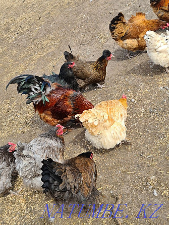 Hatching eggs of hens and guinea fowls. duck eggs Astana - photo 5