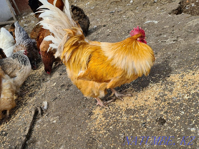 Hatching eggs of hens and guinea fowls. duck eggs Astana - photo 1