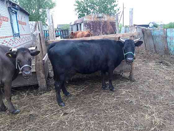 Продам дойных коров Kostanay