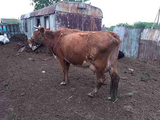 Продам дойных коров Kostanay