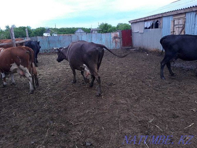 Sell dairy cows Kostanay - photo 3