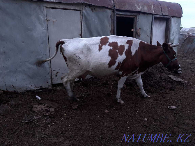 Sell dairy cows Kostanay - photo 5