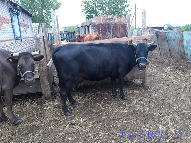 Sell dairy cows Kostanay - photo 6