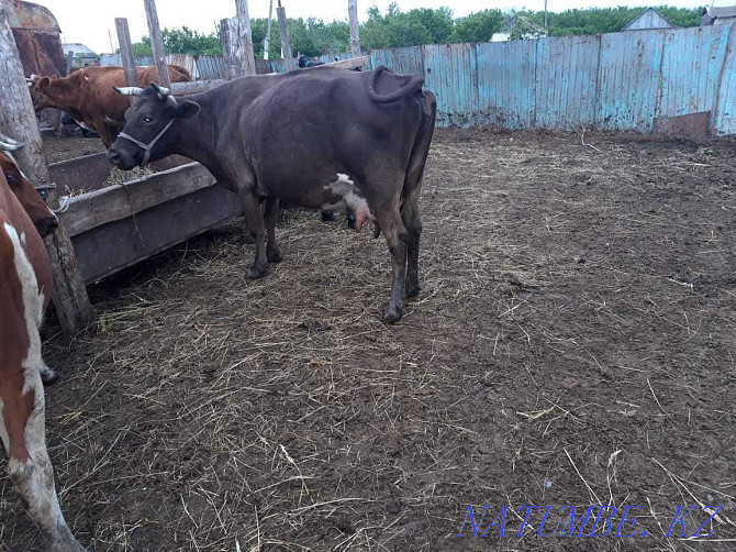 Sell dairy cows Kostanay - photo 7