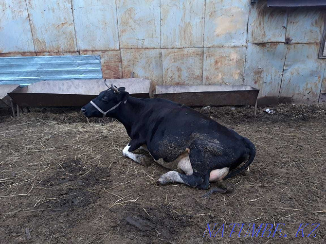 Sell dairy cows Kostanay - photo 8