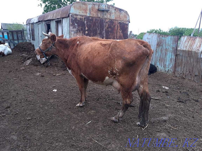 Sell dairy cows Kostanay - photo 1