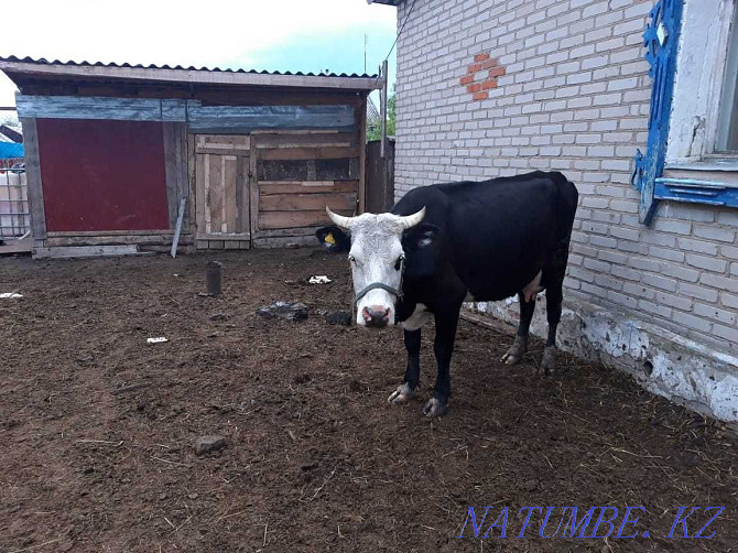 Sell dairy cows Kostanay - photo 4