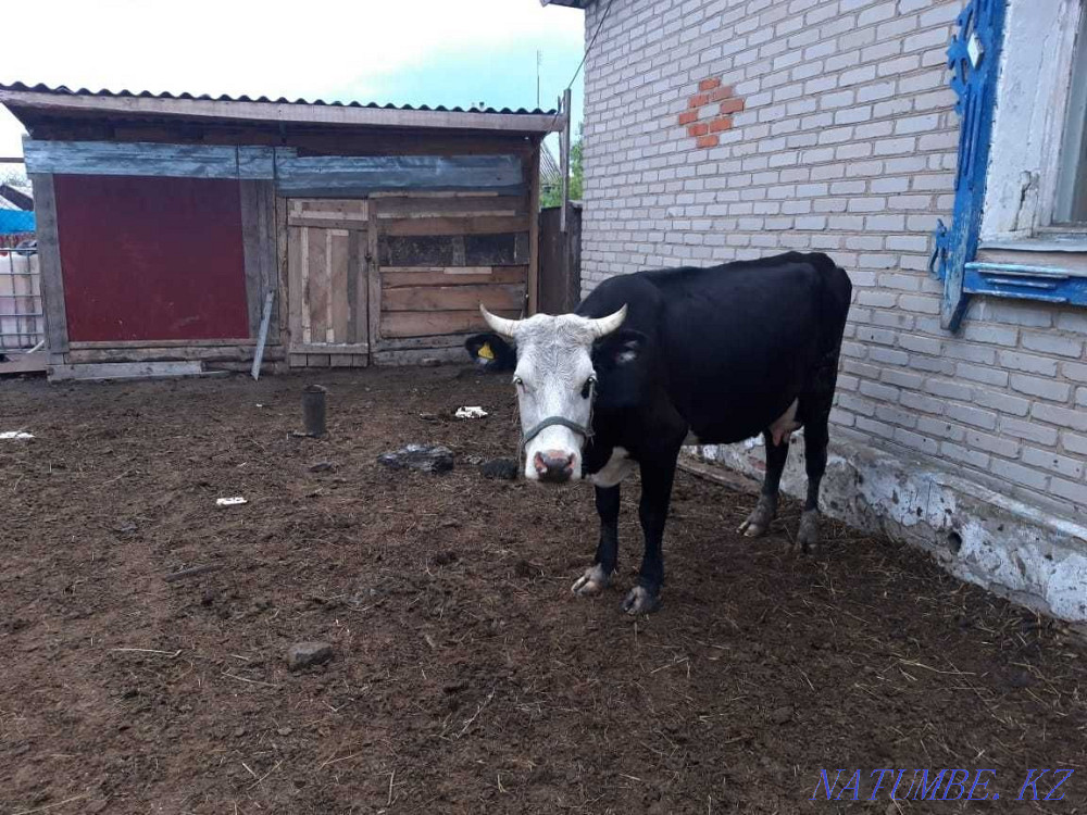 Sell dairy cows Kostanay - photo 4