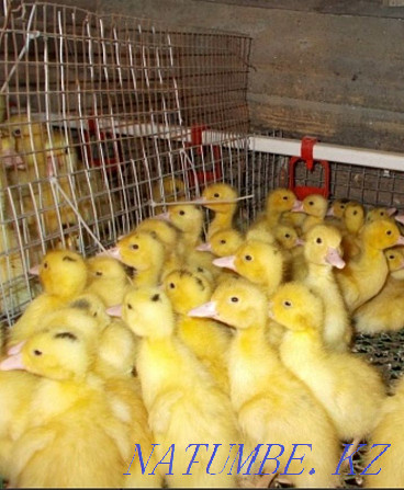 Ducklings for 600 tenge Pavlodar - photo 1