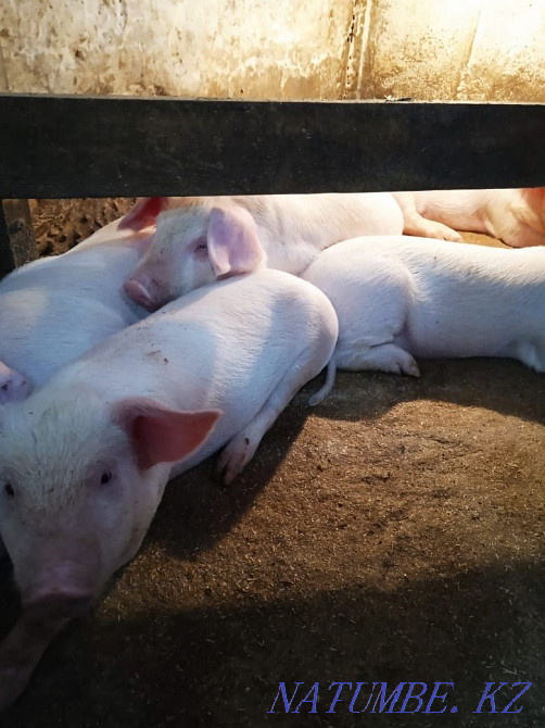 18 000-нан бастап шошқалар Шымкент - изображение 1
