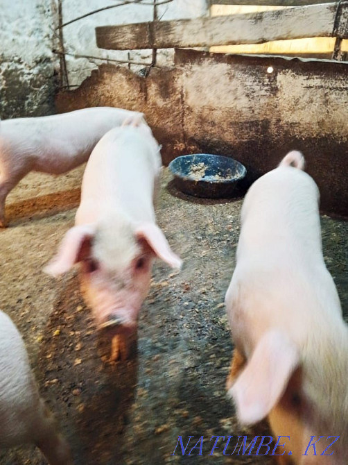 18 000-нан бастап шошқалар Шымкент - изображение 5