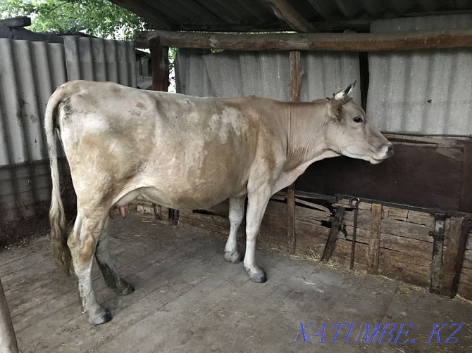 I sell a cow  - photo 1