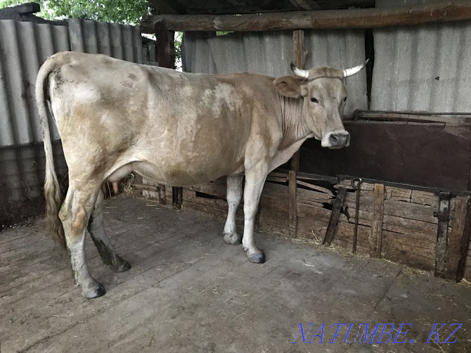 I sell a cow  - photo 2