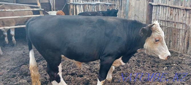 Satamyn bulls neuter 2000 tenge per kg Aqsay - photo 1