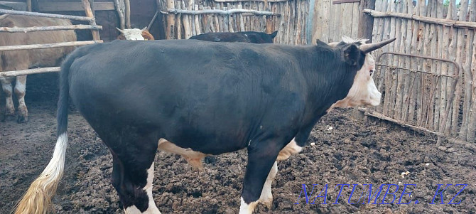 Satamyn bulls neuter 2000 tenge per kg Aqsay - photo 2