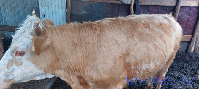 Satamyn bulls neuter 2000 tenge per kg Aqsay - photo 3