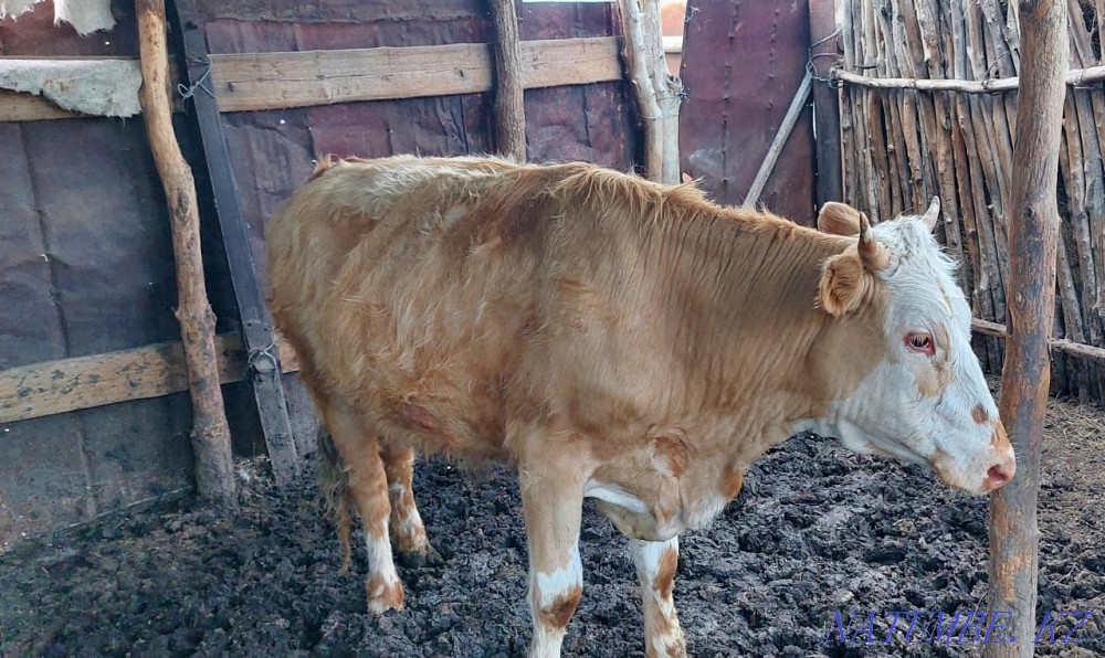 Сатамын быки кастрат 2000 тг за кг Аксай - изображение 4