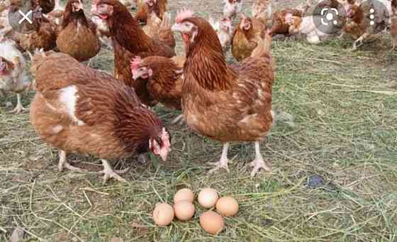 Яйцо на инкубаций порода: Черный брама и несушка Кайтпас