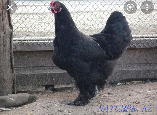 Egg on incubation breed: Black Brahma and laying hen Кайтпас - photo 4