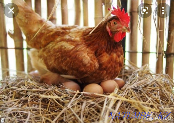 Egg on incubation breed: Black Brahma and laying hen Кайтпас - photo 1